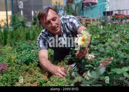 Mann Gärtner kümmert sich um Rosen im Gartencenter Stockfoto