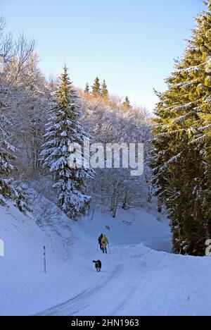 Eine winterliche Landschaft in der Nähe des Lac de Guéry, an einem Januarnachmittag Stockfoto