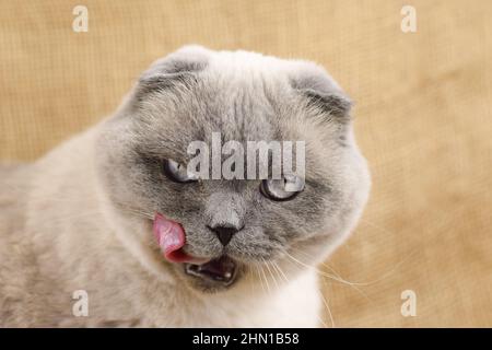 Lange Zunge einer Katze. Grau Scottish Fold Katze leckt Gesicht. Stockfoto