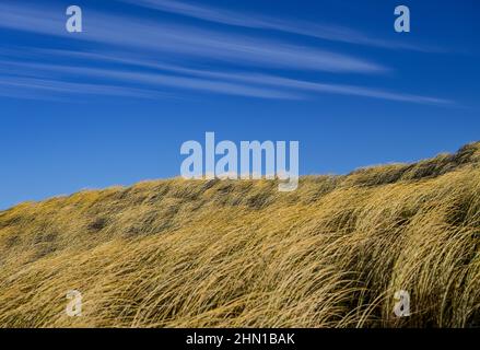 Stenbjerg, Dänemark. 30th Januar 2022. Blick über die Dünenlandschaft im Thy Nationalpark an der Nordseeküste. An der Westküste von Jütland, zwischen dem Leuchtturm in Hanstholm und der Agger Tange, befindet sich Dänemarks erster und größter Nationalpark Thy mit insgesamt 244 Quadratkilometern unberührter und herrlicher Natur. Quelle: Patrick Pleul/dpa-Zentralbild/ZB/dpa/Alamy Live News Stockfoto