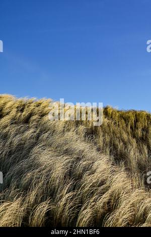 Stenbjerg, Dänemark. 30th Januar 2022. Blick über die Dünenlandschaft im Thy Nationalpark an der Nordseeküste. An der Westküste von Jütland, zwischen dem Leuchtturm in Hanstholm und der Agger Tange, befindet sich Dänemarks erster und größter Nationalpark Thy mit insgesamt 244 Quadratkilometern unberührter und herrlicher Natur. Quelle: Patrick Pleul/dpa-Zentralbild/ZB/dpa/Alamy Live News Stockfoto