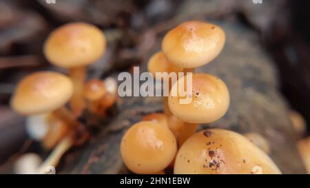 Schönes kleines braunes Pilzbild Wilde Pilze aus dem himalaya Stockfoto