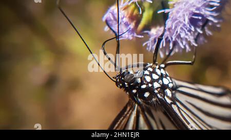 Schmetterling, der auf Blume nactoring. Glasiger Tiger ( parantia aglea). Stockfoto