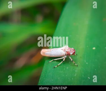 Nahaufnahme eines schönen Blatttrichter-Insekts Ein Blatttrichter ist der gebräuchliche Name für alle Arten aus der Familie Cicadellidae. Stockfoto