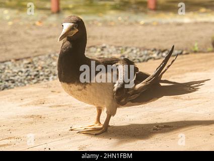 Braune Footboobies, Cahuita Nationalpark, Cahuita, Costa Rica Stockfoto