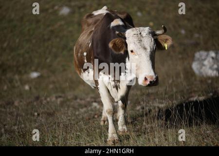 Herden von Kühen oder Schafen in der Natur Umwelt und unterschiedlichen Zustand. Leben in den Bergen. Wunderschöne Landschaft und Landschaften Stockfoto