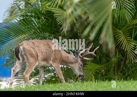 Ein Schlüsselhirn (Odocoileus virginianus clavium) in den Florida Keys, USA. Stockfoto