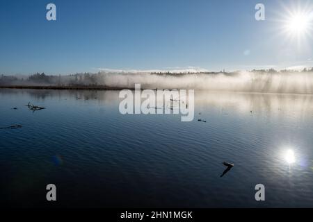 Burnaby Lake Regional Park an einem Foggy Tag im Wald von Bäumen im Winter. Stockfoto