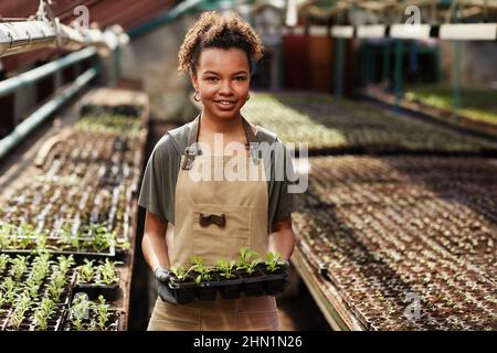 Junge erfolgreiche afroamerikanische Arbeiterin des Treibhauses, die kleine Plastikbehälter mit grünen Setzlingen hält Stockfoto