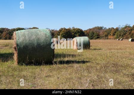 Große runde Heuballen, die an einem sonnigen Nachmittag über eine Bauernwiese verstreut sind, mit Bäumen am Horizont. Stockfoto