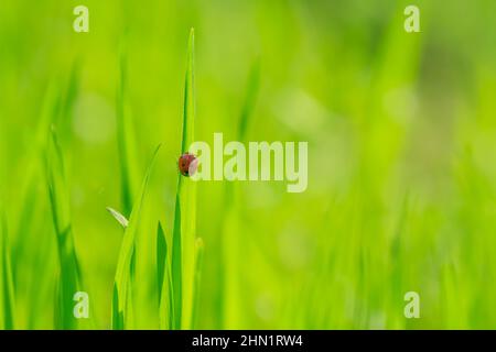 Frisches, saftiges junges Gras und Marienkäfer im Sommerfrühling auf einem Naturmakro Stockfoto