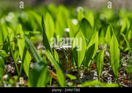 Junge Bärlauch-Blätter im Frühlingswald aus nächster Nähe Stockfoto