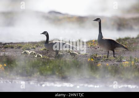 Canada Goose (Branta canadensis) Eltern mit Gänsen im Dampf am Firehole Lake, Yellowstone NP, Wyoming Stockfoto