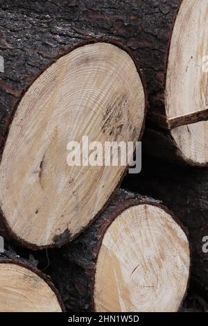 Feuerholz. Kirschbaumstämme Stockfoto