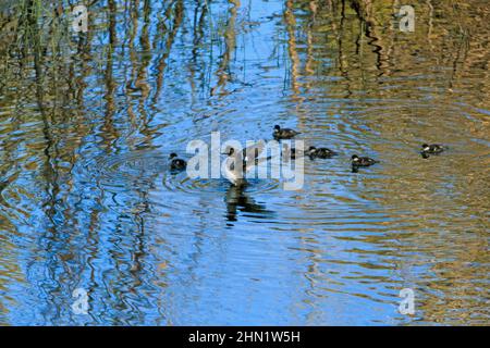 Gewöhnliches Goldenauge (Bucephala clangula) Weibchen mit Entlein im Wasser, Grand Teton NP, Wyoming Stockfoto