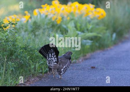 Blauhahn (Dendragapus obscurus) männlich auf der Straße, Signal Mountain, Grand Teton NP, Wyoming, USA Stockfoto