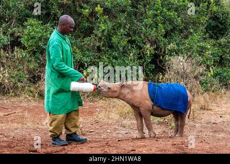 Waisenkalb, Diceros bicornis, trinkt aus einer Flasche, die von einem Hüter im Sheldrick Elephant Waisenhaus, Nairobi, Kenia, gehalten wurde Stockfoto