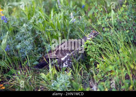 Blauhühner (Dendragapus obscurus) weibliche Fütterung, Grand Teton NP, Wyoming, USA Stockfoto