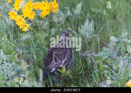 Blauhahn (Dendragapus obscurus) weiblich, Grand Teton NP, Wyoming, USA Stockfoto