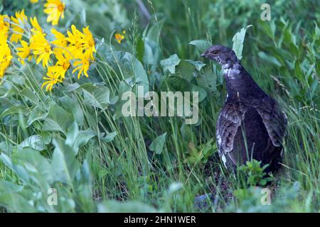 Blauhahn (Dendragapus obscurus) weiblich, Grand Teton NP, Wyoming, USA Stockfoto