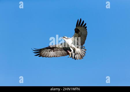 Osprey (Osprey (Pandion haliaetus) im Flug mit Fischen in Krallen, Grand Teton NP, Wyoming Stockfoto