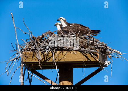 Osprey (Pandion haliaetus) Paar am Nest auf künstlicher Plattform, Grand Teton NP, Wyoming, USA Stockfoto