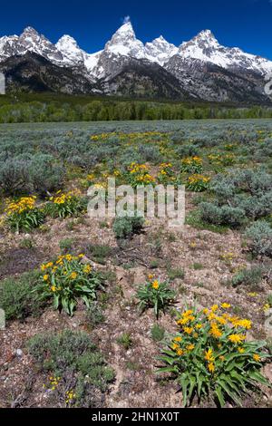 Grand Teton Mountain Range und Arrowleaf Balsamroot (Balsamorhiza sagittata) Grand Teton NP, Wyoming Stockfoto