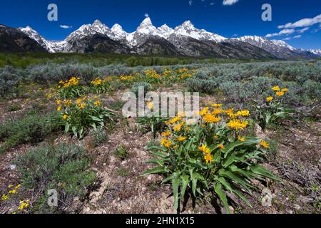 Grand Teton Mountain Range und Arrowleaf Balsamroot (Balsamorhiza sagittata) Grand Teton NP, Wyoming Stockfoto