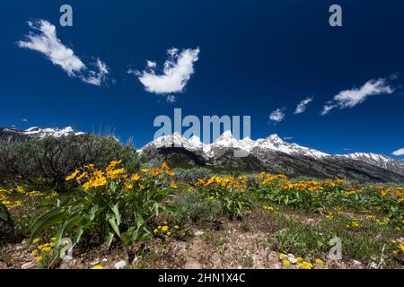 Grand Teton Mountain Range und Arrowleaf Balsamroot (Balsamorhiza sagittata) Grand Teton NP, Wyoming Stockfoto