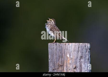 Savannah Sparrow (Passerculus sandwichensis) singt aus der Post, Grand Teton NP, Wyoming Stockfoto