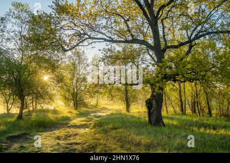 Ruhige ländliche Sommerlandschaft mit grünen Bäumen und Feldweg bei Sonnenaufgang im Frühjahr. Stockfoto