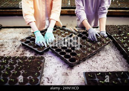 Zwei Paar Handschellen junger Farmerinnen, die Setzlinge Pflanzen, die in kleinen Kunststofftöpfen an einem großen Holztisch wachsen Stockfoto