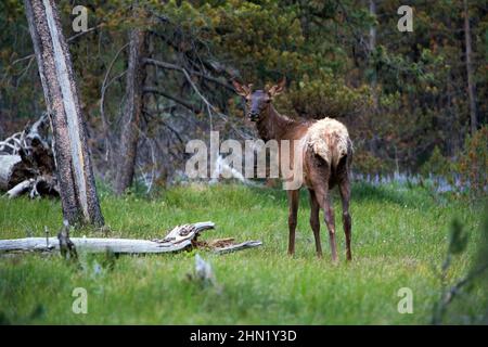 Elch (Cervus elaphus) Bulle mit sich entwickelndem Geweih, Grand Teton NP, Wyoming, USA Stockfoto