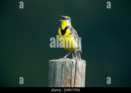 WESTERN Meadowlark ((Sturnella neglecta) singt, thront auf der Post, Grand Teton NP, Wyoming Stockfoto