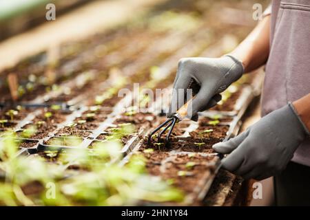 Handschuhen junger moderner Gärtner, die den Boden in Torftöpfen mit grün wachsenden Setzlingen von Gartenpflanzen lockern Stockfoto