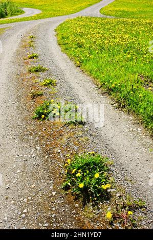 Kurvige Feldstraße durch das Feld der Elendelionen. Fokus auf Vordergrund. Stockfoto