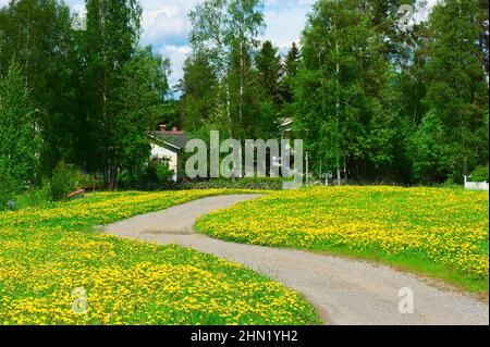 Kurvige Feldstraße durch das Feld der Elendelionen. Fokus auf Vordergrund. Stockfoto