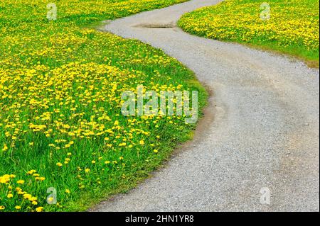 Kurvige Feldstraße durch das Feld der Elendelionen. Stockfoto