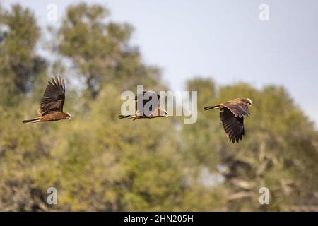 Fotomontage einer westlichen Sumpfweihe (Circus aeruginosus), in Fliege auf der Suche nach einer Beute. Es ist auch als die eurasische Sumpfweihe bekannt Stockfoto