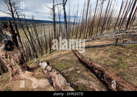 Verbrannte Bäume und Skelettwälder am Lake Butte am Nordufer des Yellowstone Lake, Yellowstone NP, Wyoming, USA Stockfoto