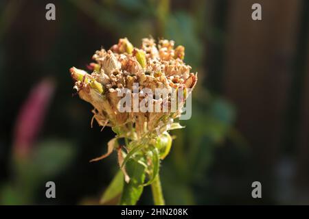 Nahaufnahme der Samenkapseln einer maltesischen Kreuzpflanze Stockfoto