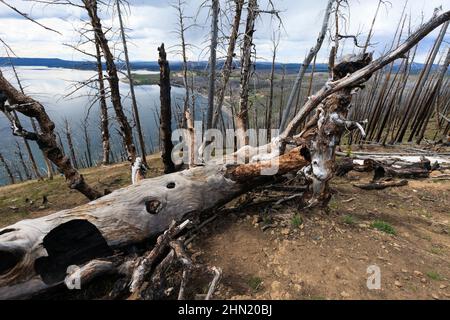 Verbrannte Bäume und Skelettwälder am Lake Butte am Nordufer des Yellowstone Lake, Yellowstone NP, Wyoming, USA Stockfoto