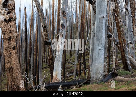 Verbrannte Bäume und Skelettwälder am Lake Butte am Nordufer des Yellowstone Lake, Yellowstone NP, Wyoming, USA Stockfoto