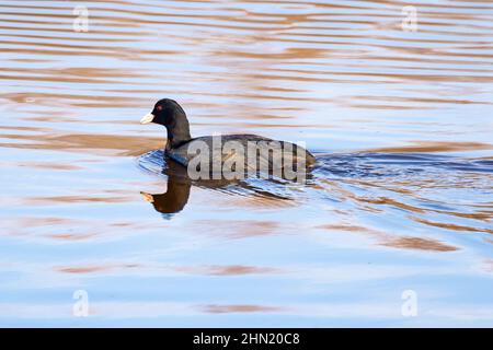 Eurasischer Ruß (Fulica atra) schwimmend in einem Teich Stockfoto