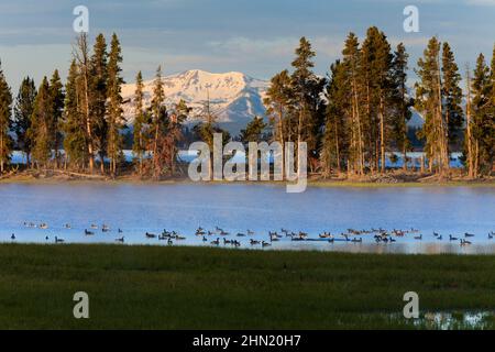 Kanadische Gänse (Branta canadensis) strömen auf dem Yellowstone Lake an der Fisher Bridge, am frühen Morgen im Juni, Yellowstone NP, Wyoming, USA Stockfoto