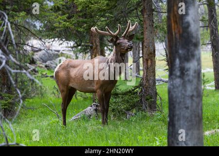 Wapitistier (Cervus elaphus) mit neuem Geweih bedeckt mit Samt, Yellowstone NP, Wyoming, USA Stockfoto