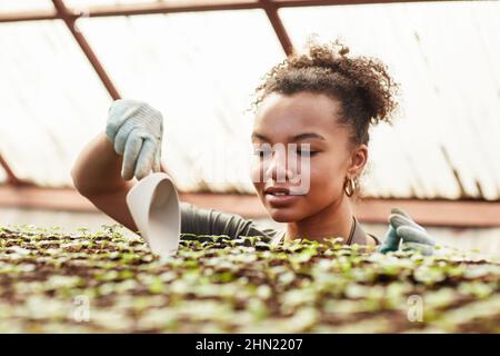 Junge hübsche schwarze Frau mit weißplastischem Gartenwerkzeug, das grüne Setzlinge neu pflanzt, die in einem großen modernen vertikalen Bauernhof oder Gewächshaus wachsen Stockfoto