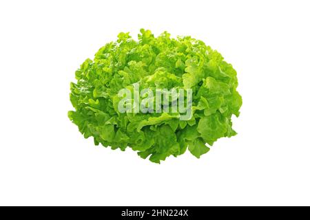 Grüner Salat von Batavia, isoliert auf Weiß. Blattgemüse. Knusprig französisch. Stockfoto