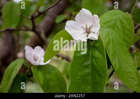 Quitten- oder cydonia oblonga-Zweige mit blassrosa Blüten und grünen Blättern im Garten. Obstbaum Frühlingsblüte. Stockfoto