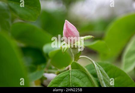 Quitte oder cydonia oblonga blassrosa Blütenknospe und grüne Blätter im Garten. Obstbaum Frühlingsblüte. Stockfoto